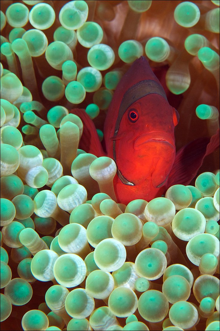clown fish, underwater, indonesia, bali, anemone, Anton Akhmatov