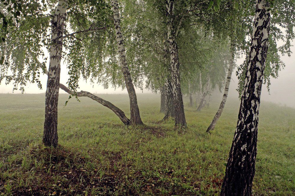 берёзы, туман, август, Николай Морский