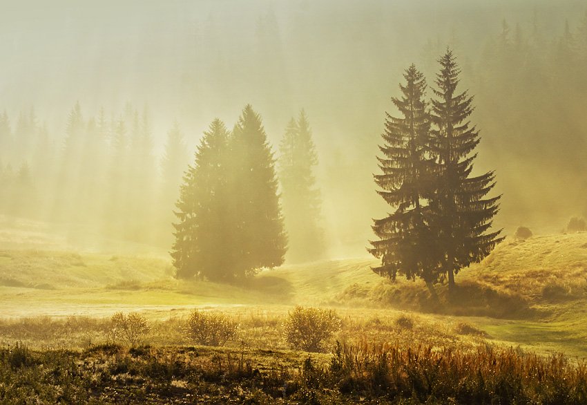 morning, rodopi, krusev, fogs ,sun rays, forest,, Petar Krusev