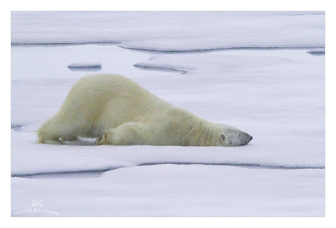 белый медведь, земля франца-иосифа, северный ледовитый океан, Vadim Balakin