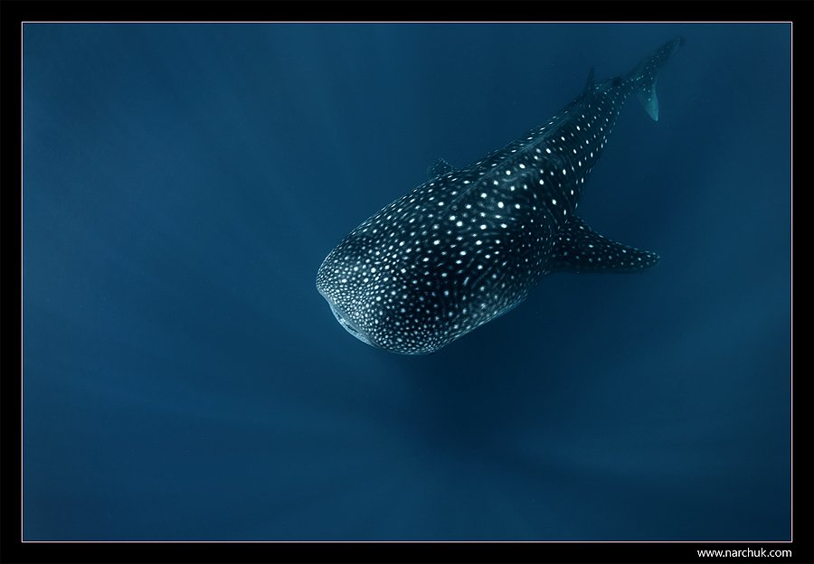 maldives,shark,whale,whale shark,blue,deep,ray,wute point, sea,narchuk, Нарчук Андрей