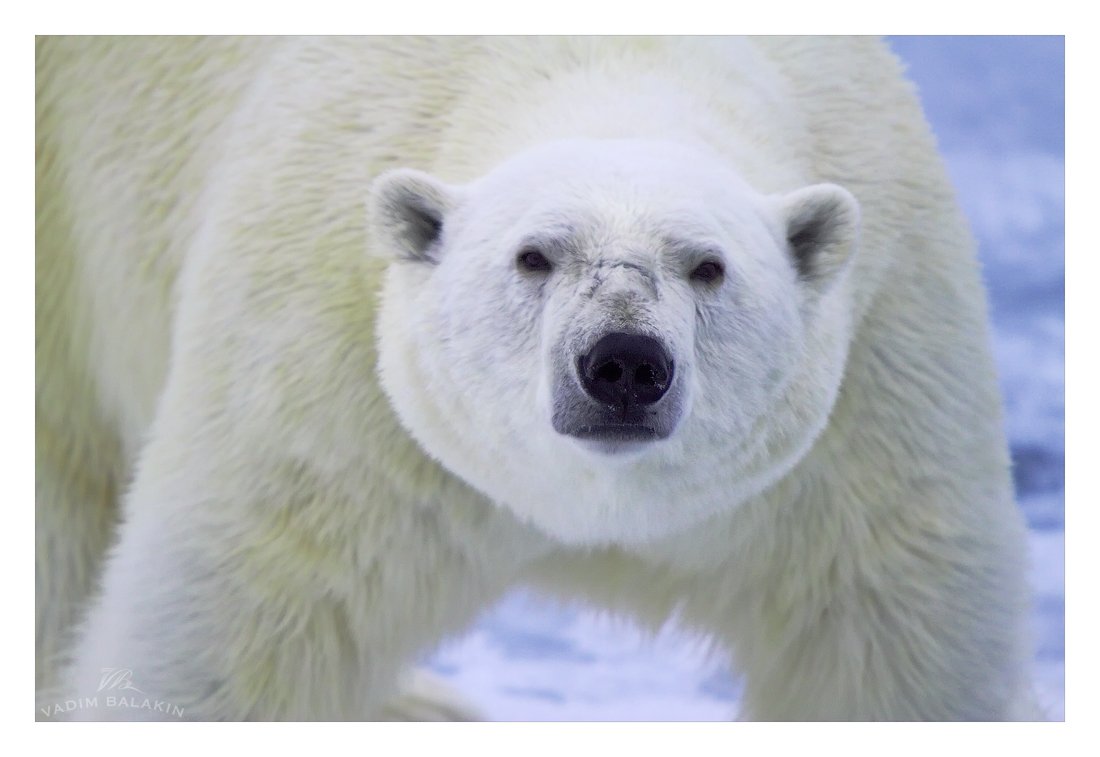 белый медведь, земля франца-иосифа, северный ледовитый океан, россия, Vadim Balakin