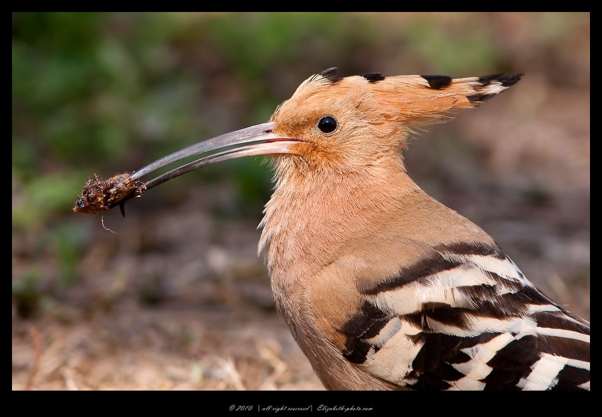 удод, hoopoe, upupa, epops, израиль, Elizabeth Etkind