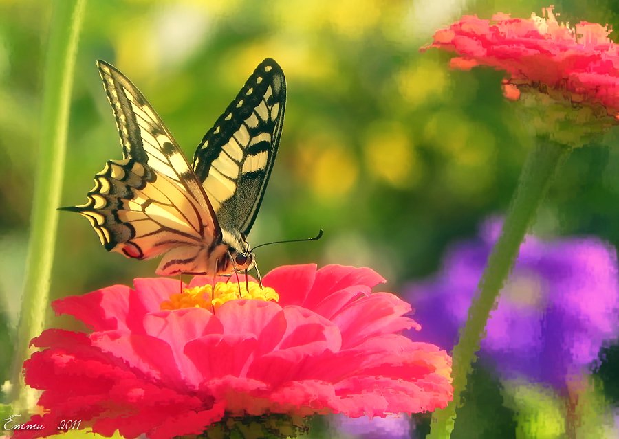 бабочка, природа, цветы, етти