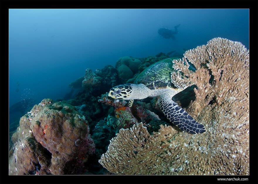 sea turtle, coral,reef,diving,diver,turtle,narchuk, Нарчук Андрей