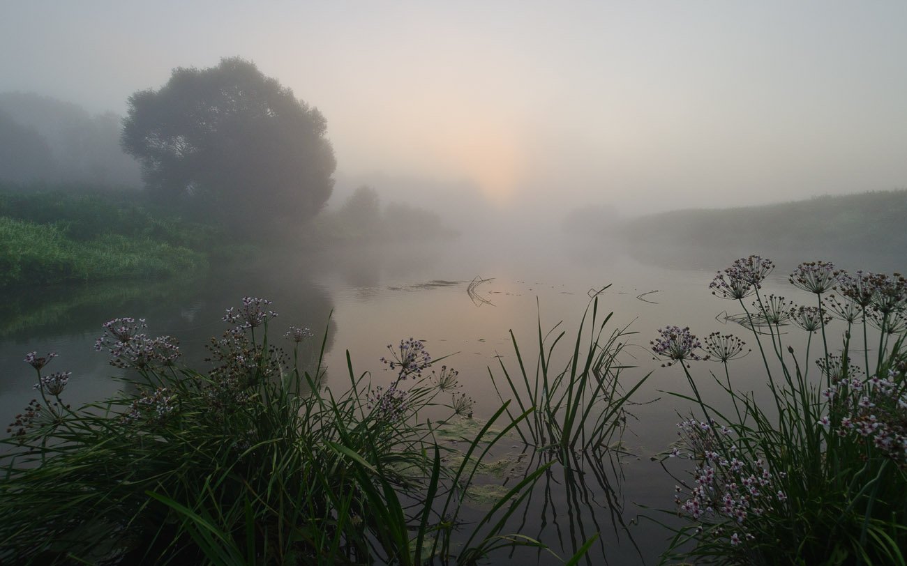 утро, туман, река, упа, якшино, пейзаж, Михаил Агеев
