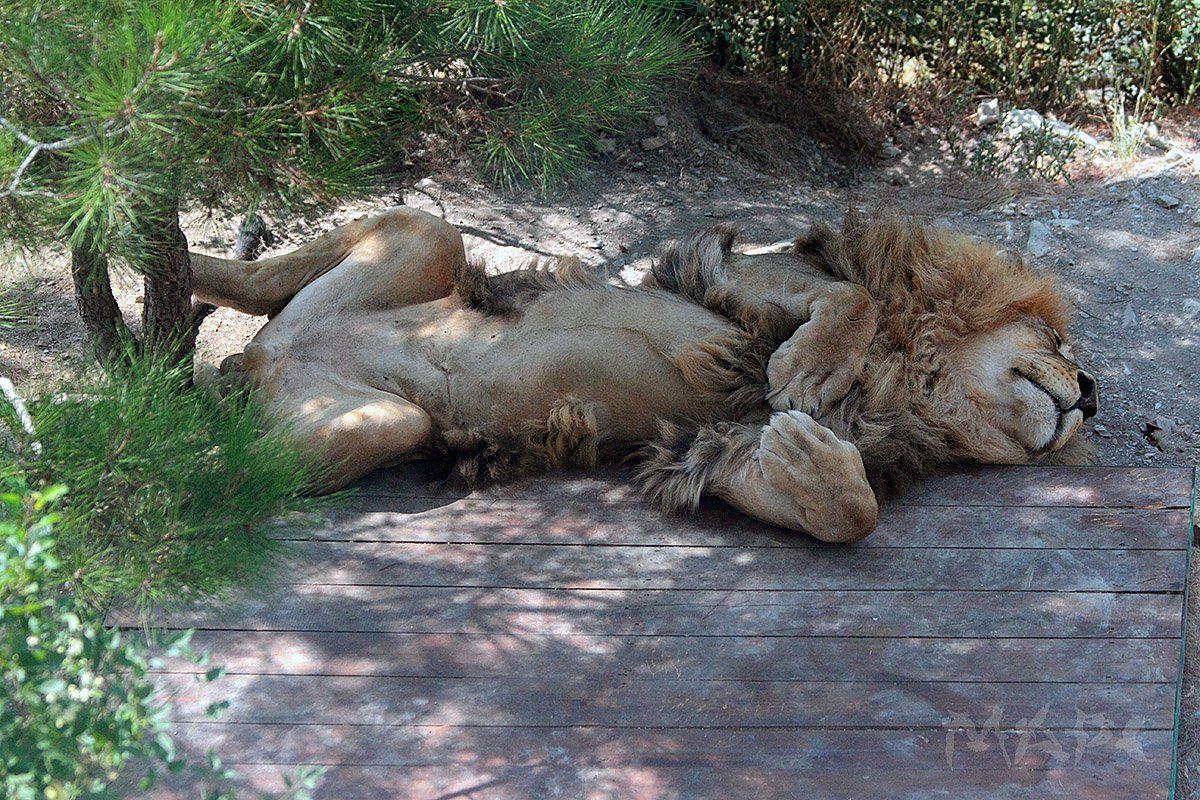 животные лев хищник жара сафари парк, Шангареев Марс