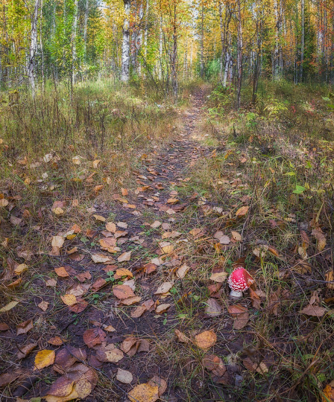 печора,коми,лес,осень,золотая,мобильноефото, Игорь Подобаев