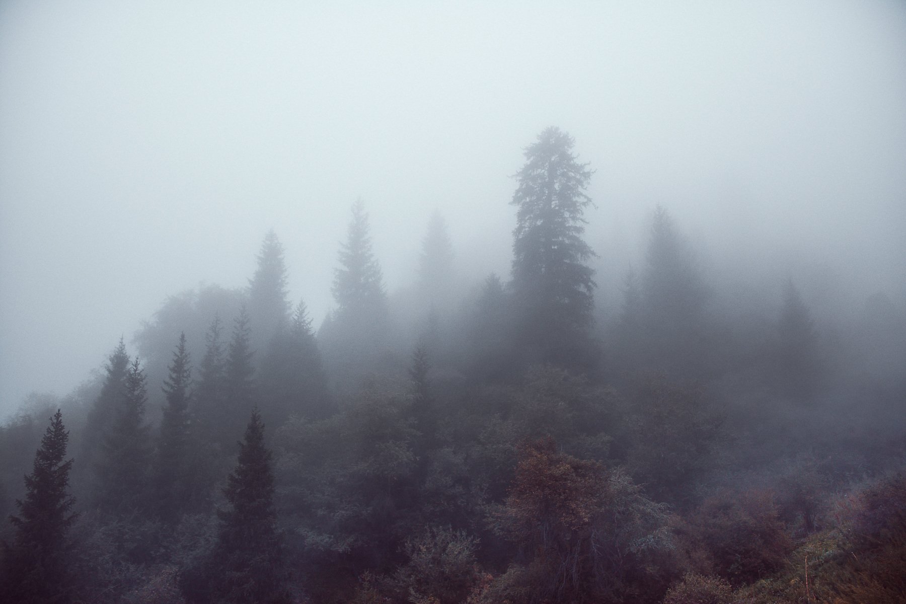 горы, лес, природа, туман, непогода, Василий Шумкин