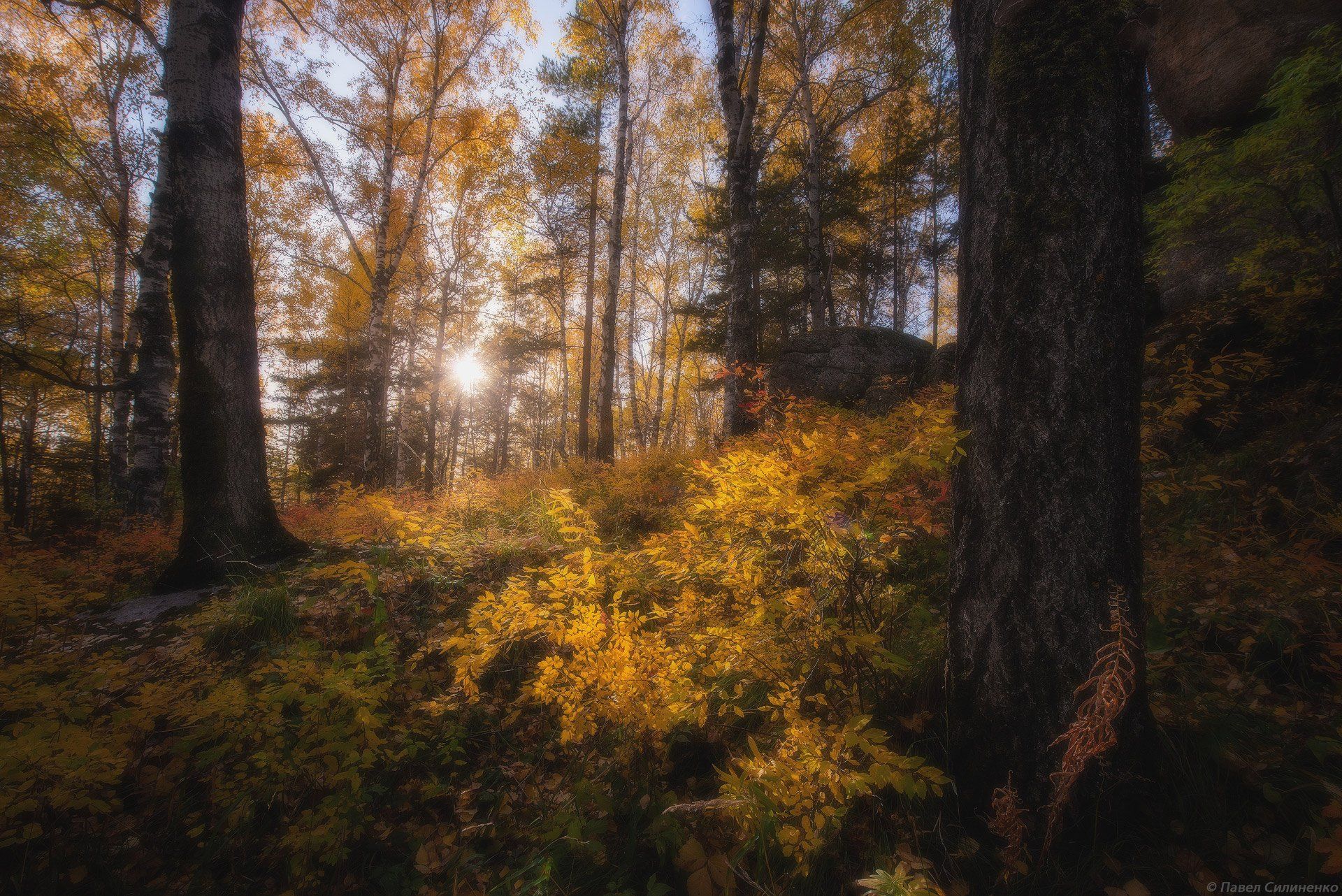 пейзаж, осень, лес, свет, солнце, желтый, алтай, Павел Силиненко