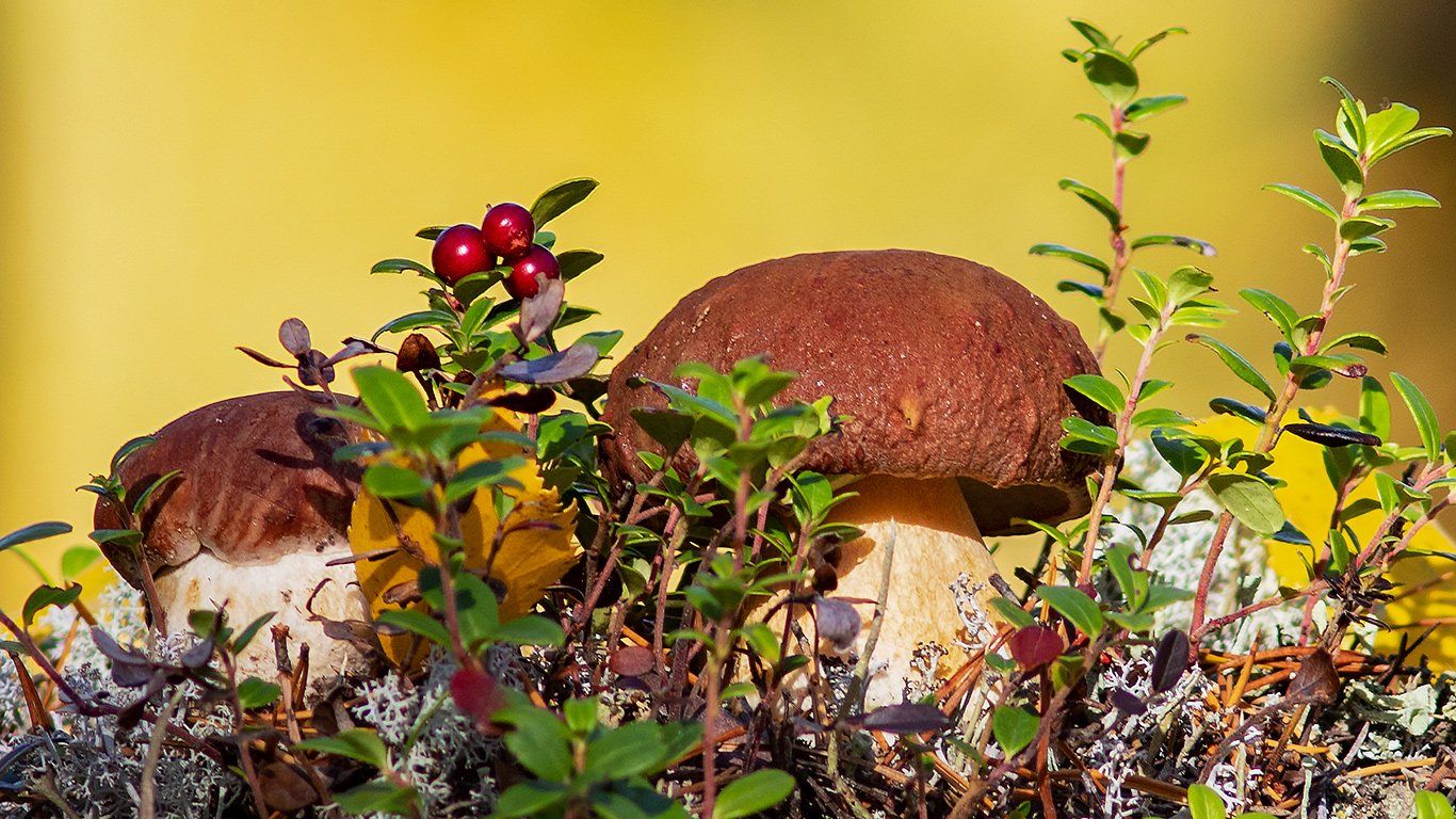 осень,грибы,боровики,коми,печора,лес, Игорь Триер
