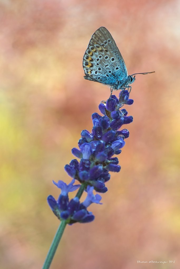 macro nature butterfly, Ryszard Lal