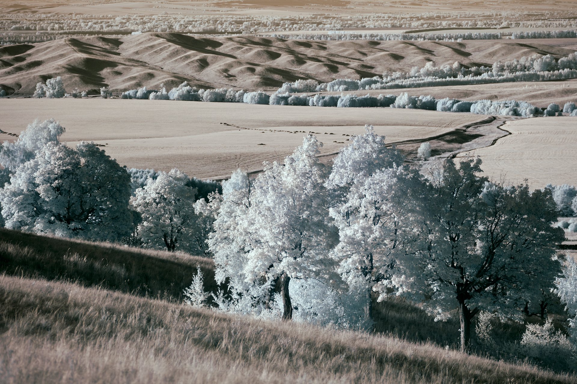 ir, infrared,landscape,canon, Oleg_Grachev, инфракрасный, фильтр, пейзаж, Олег_Грачёв, Олег Грачёв