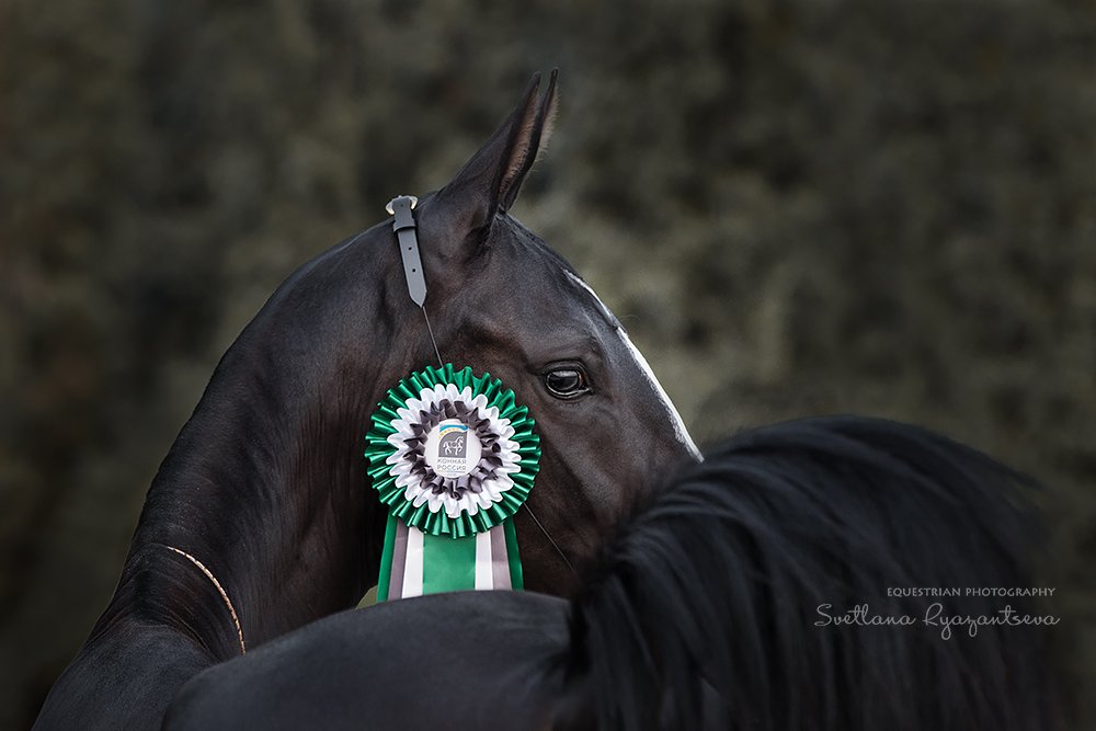 horse, лошадь, лошади, portrait, Svetlana Ryazantseva