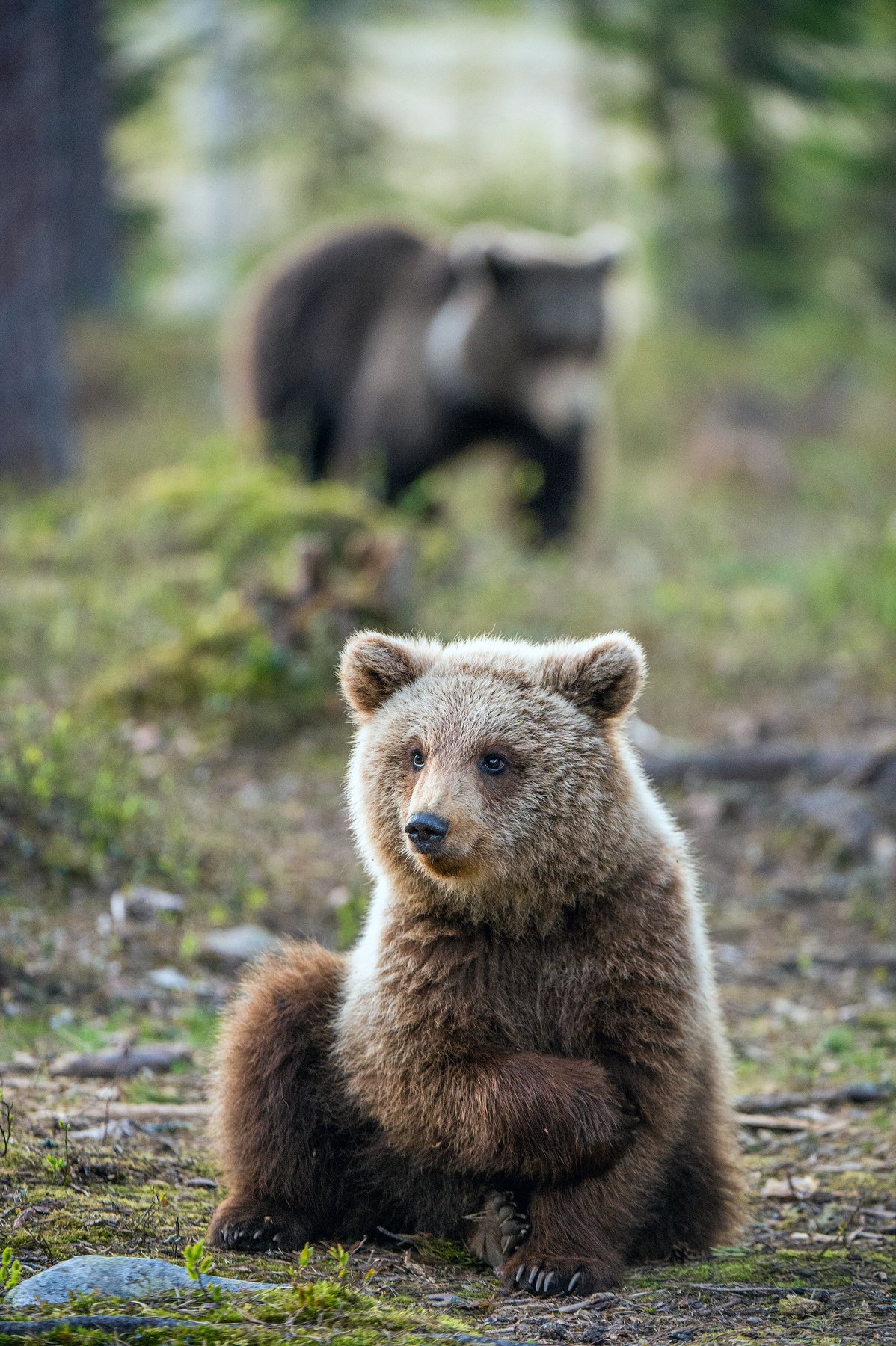 brown bear, Сергей Урядников