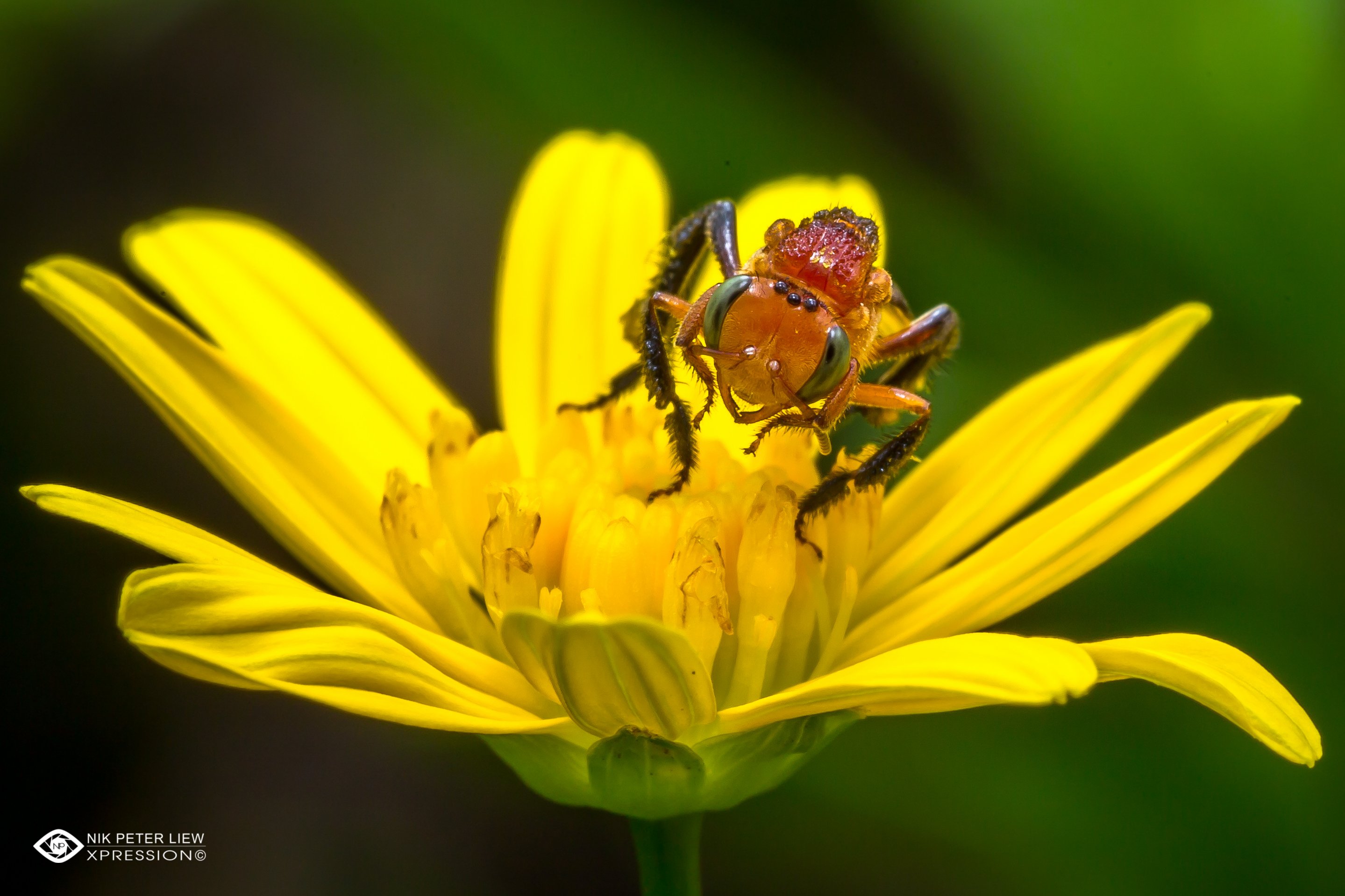 #red stingless bee #macro #nature #npl, Nik Peter Liew
