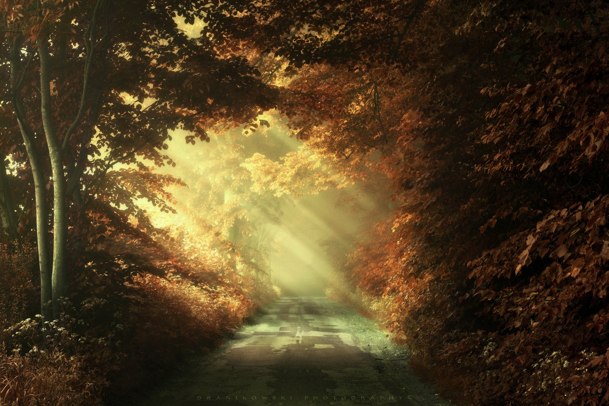 autumn road fall jesien path mist foggy dranikowski trees осенняя дорога light, Radoslaw Dranikowski