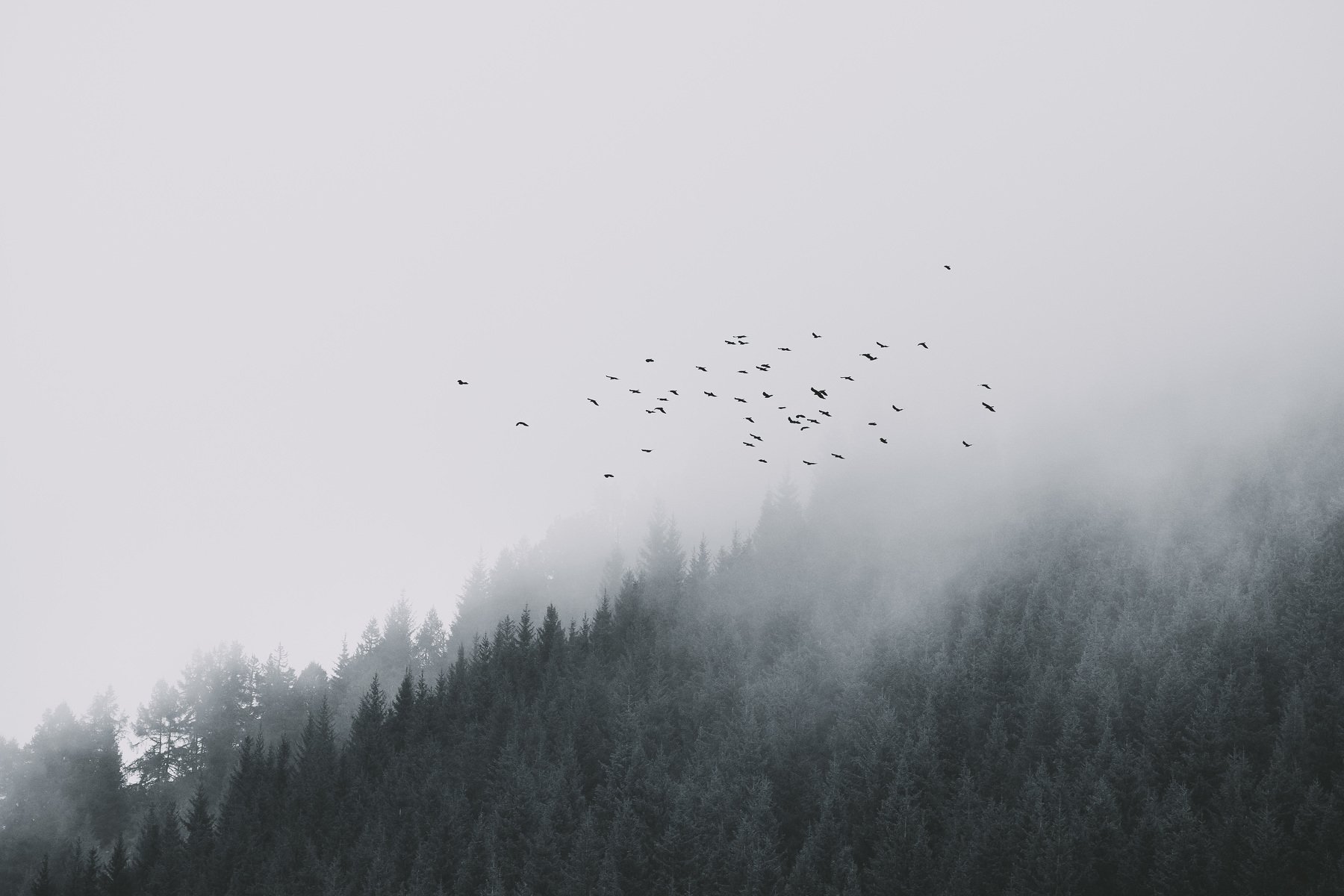 пейзаж, природа, горы, туман, лес, птицы, непогода, полет, Василий Шумкин