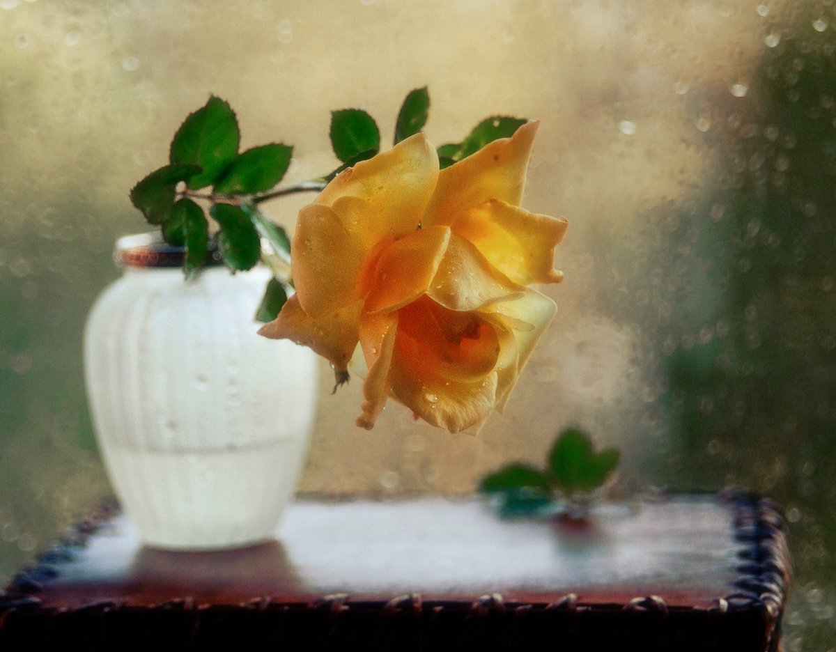 натюрморт,роза,цветы,осень,гелиос, Наталия К