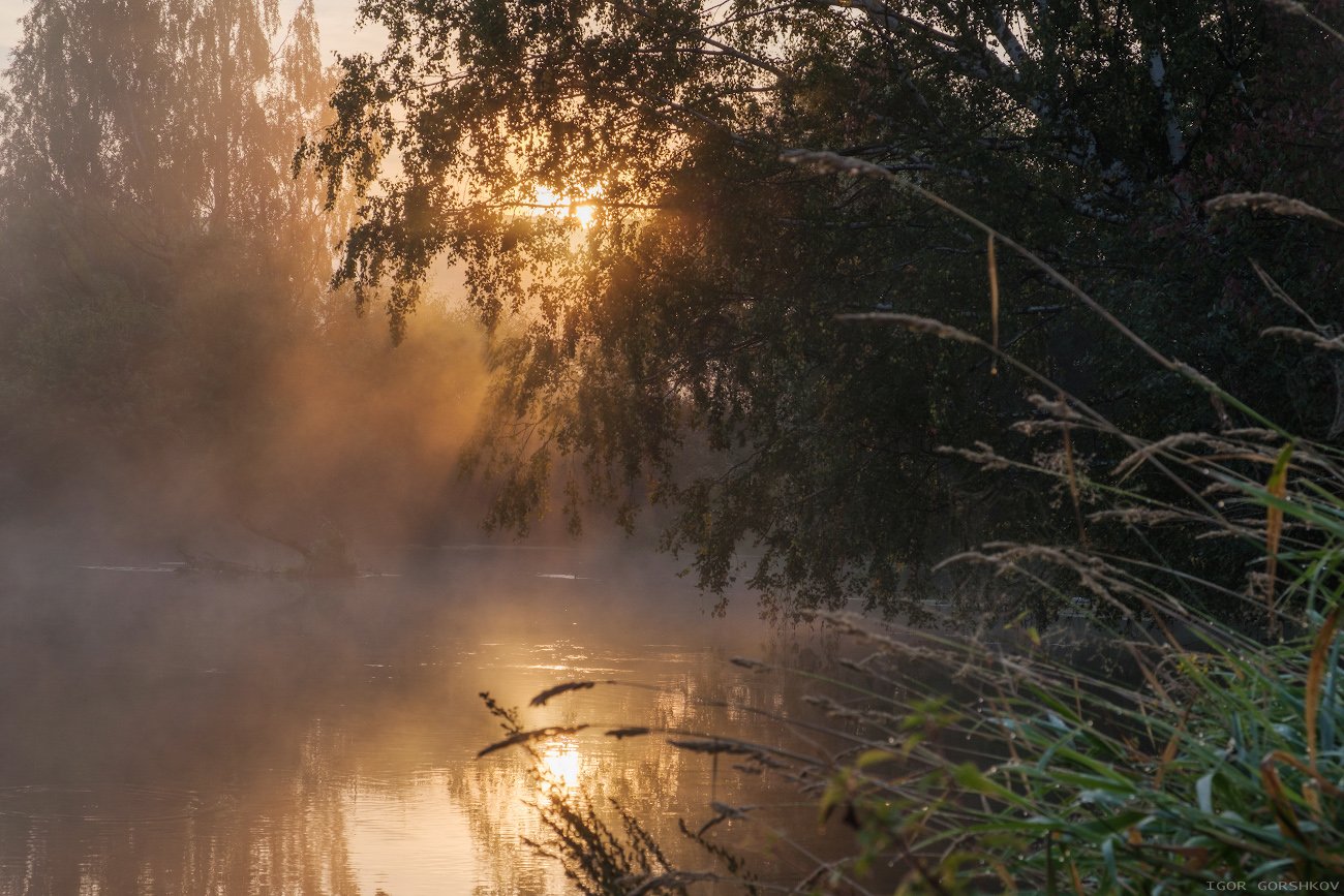 река, утро, рассвет,туман,воря, подмосковье, сентябрь,пейзаж,деревья, природа, Горшков Игорь