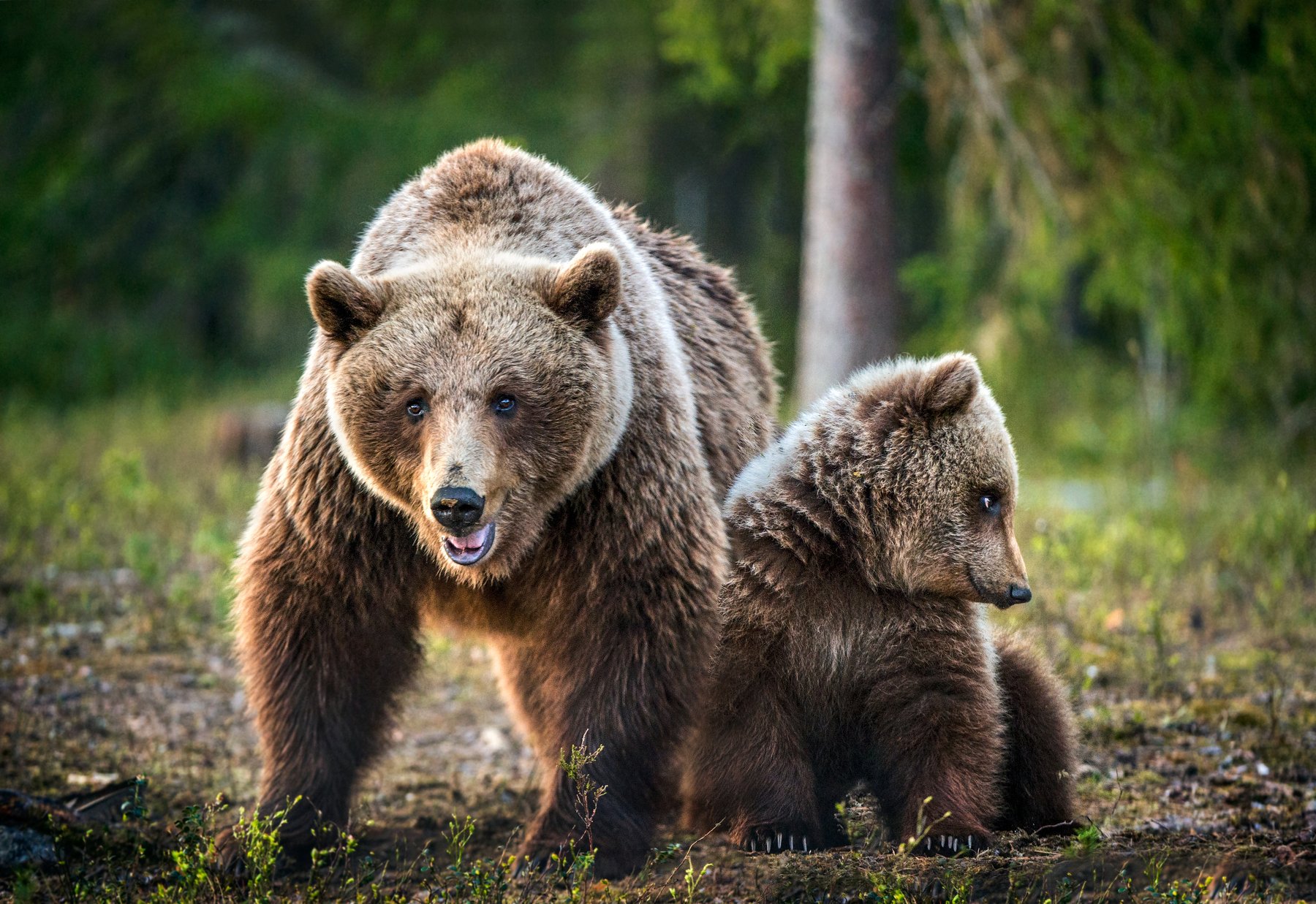 brown bear, Сергей Урядников