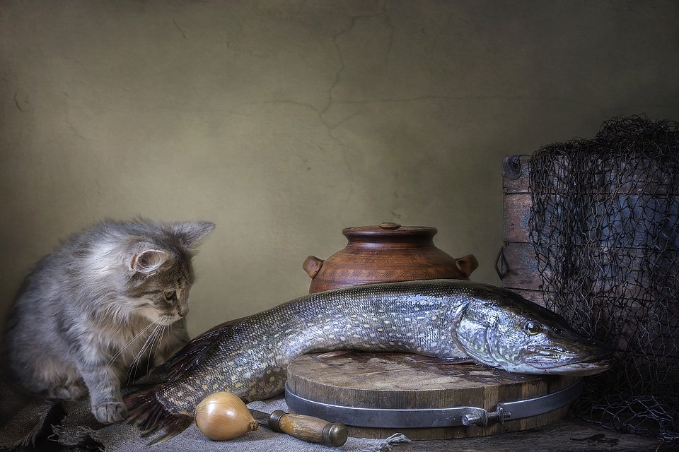 фото животных,котенок, кошка Масяня, рыба, щука, натюрморт, Ирина Приходько