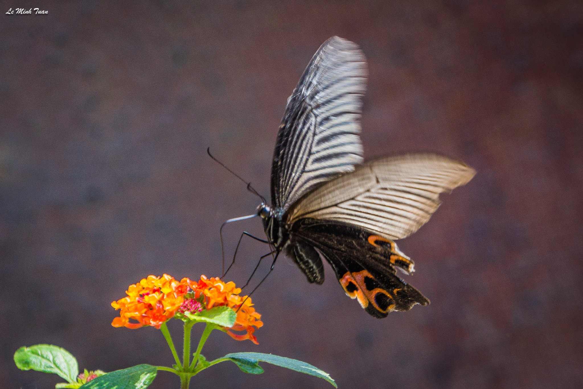 butterfly, Lê Minh Tuấn