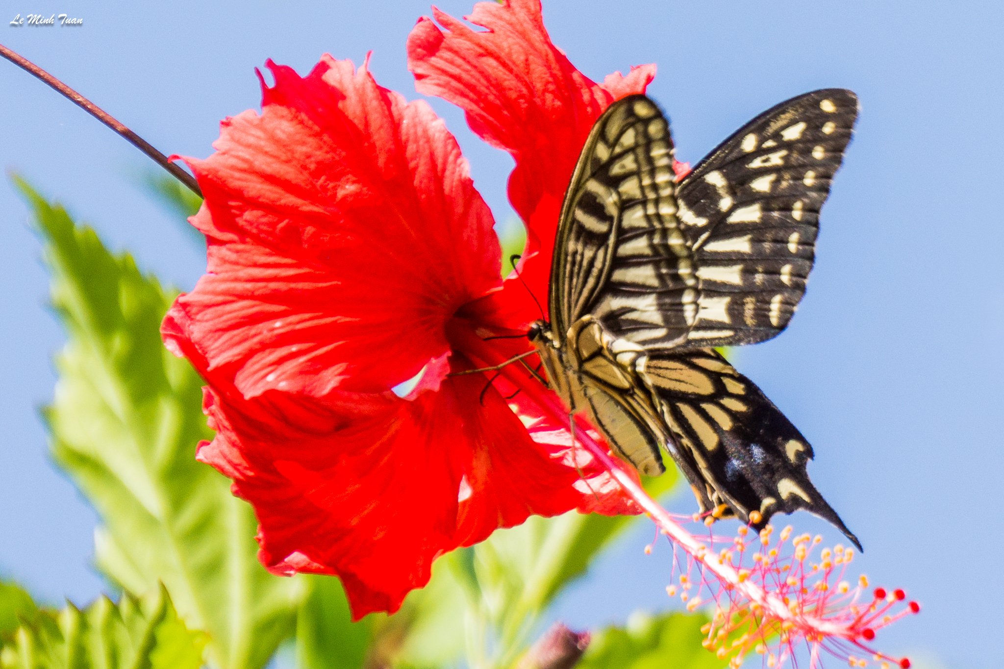 butterfly, Lê Minh Tuấn