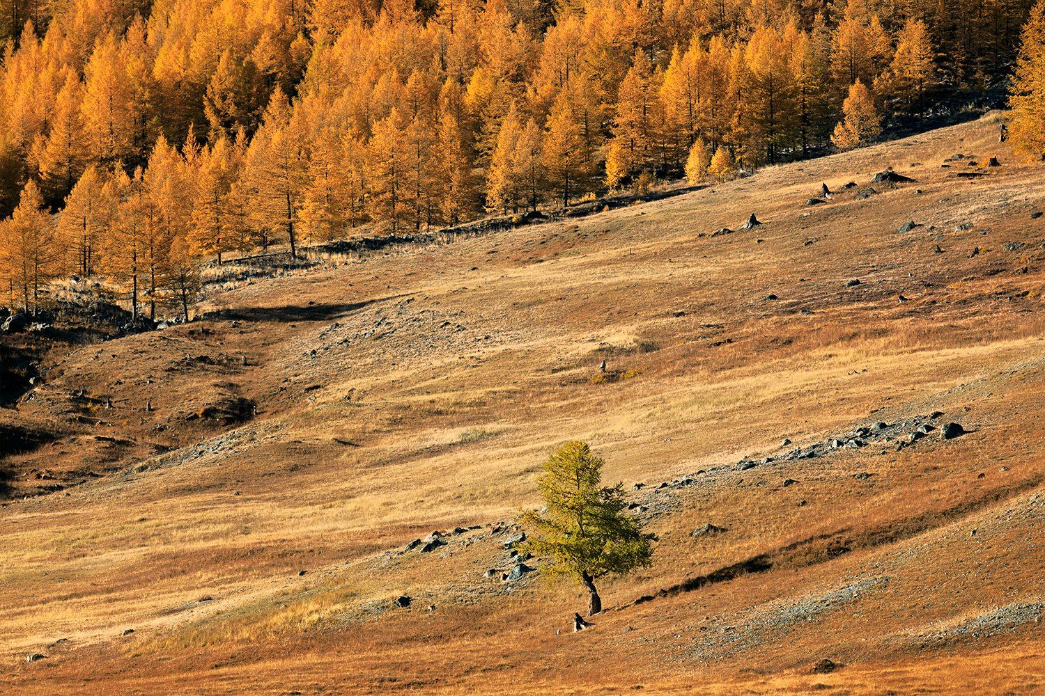 larch, forest, autumn, Altai Republic, West Siberian region, Russia, Ольга Тарасюк
