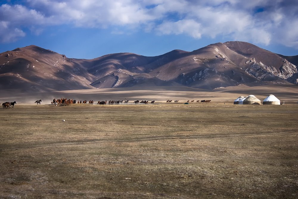 кыргызстан, горы, сон-куль,лошади, Элина Магалимова