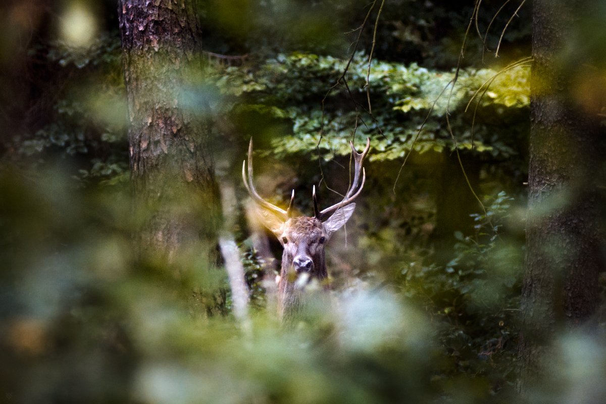 wildlife, deer, male, buck, forest, Wojciech Grzanka