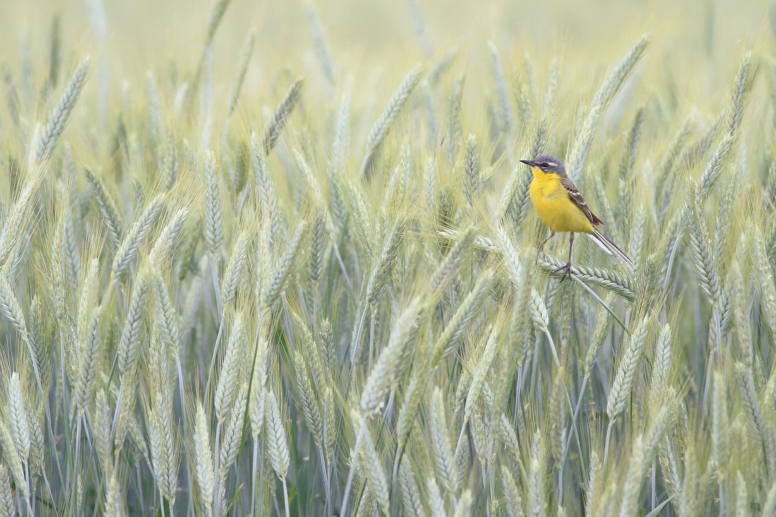 bird,wildlife,nature,field,yellow,color,beautiful,scene,songbird,birds,wild,beauty,green,summer, Piotr Górny