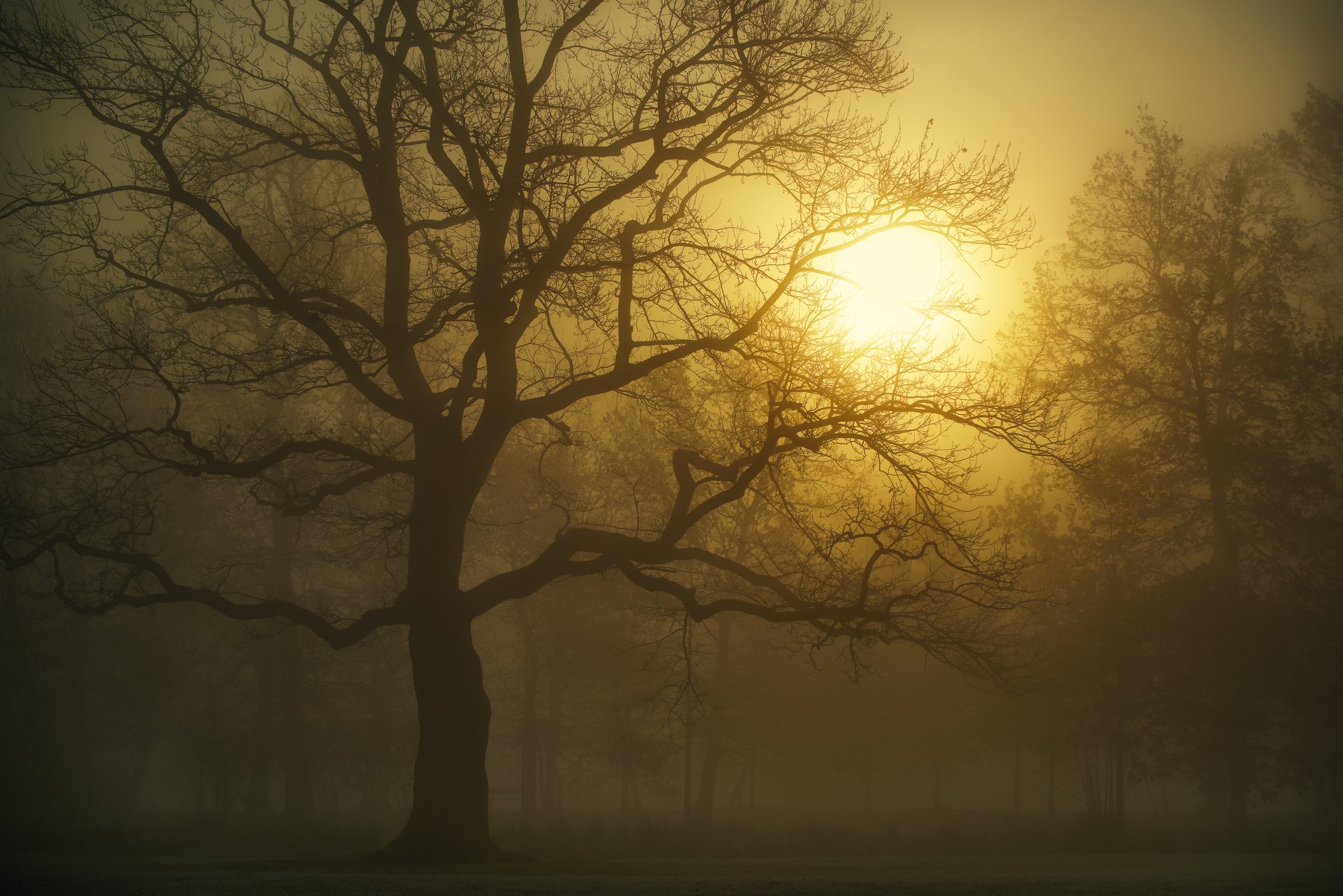 Утро Осень Прага Чехия Туман Солнце Деревья Природа Пейзаж Путешествия, Андрей Ожерельев
