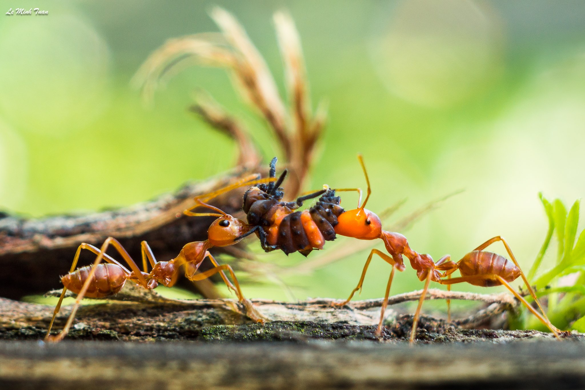 ants, Lê Minh Tuấn