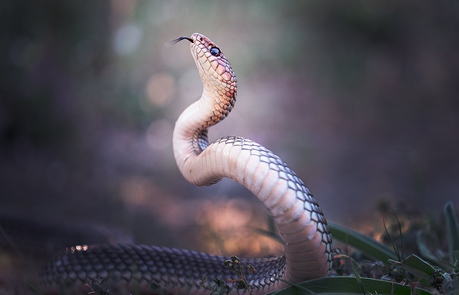 animals,coluber caspius,snakes,reptiles,snake,nature,wild,wildlife,beautiful,macro,close up,, Georgi Georgiev