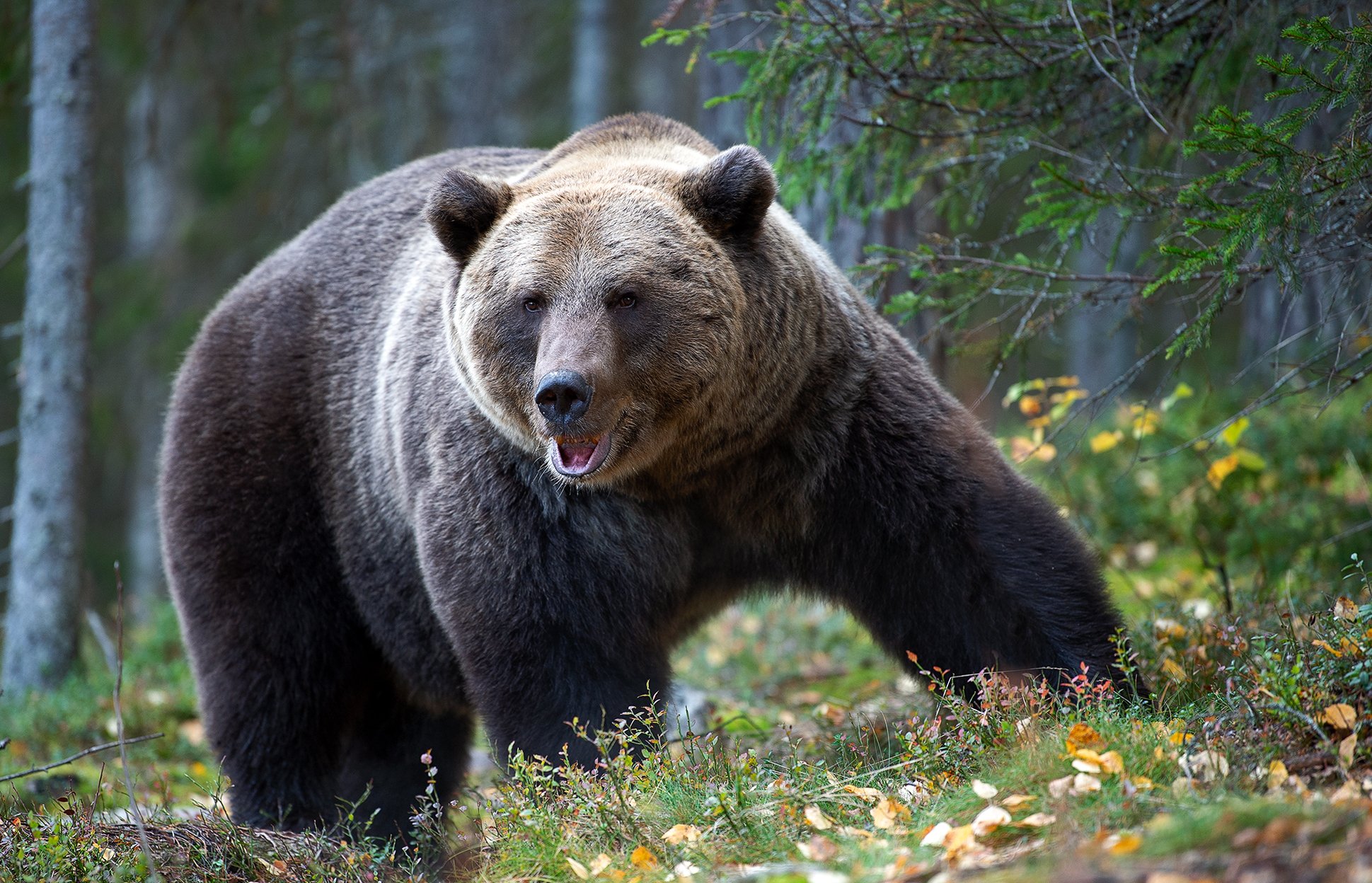 brown bear, jogi, Сергей Урядников