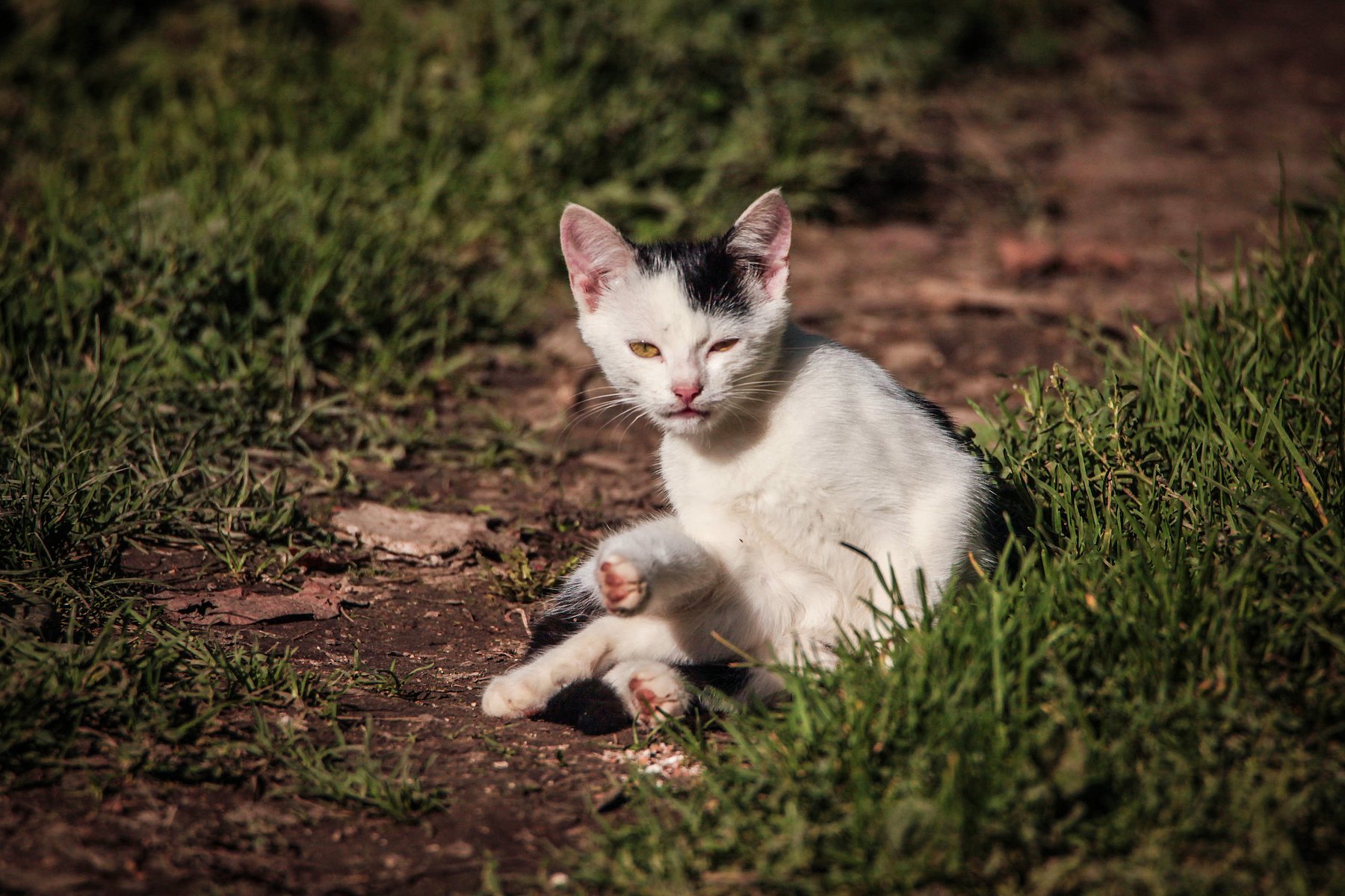 кошка,домашние животные,котёнок.., Marat Magov