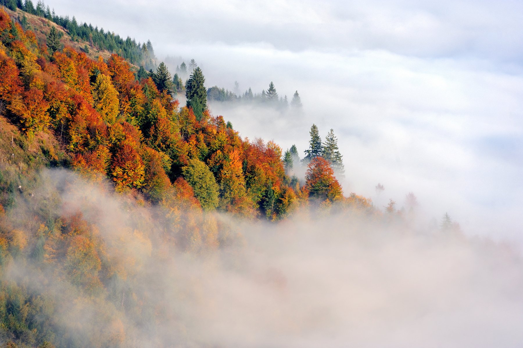 туман, карпаты, лес, гори, осень, fog, forest, autumn, clouds, Володимир Бурдяк