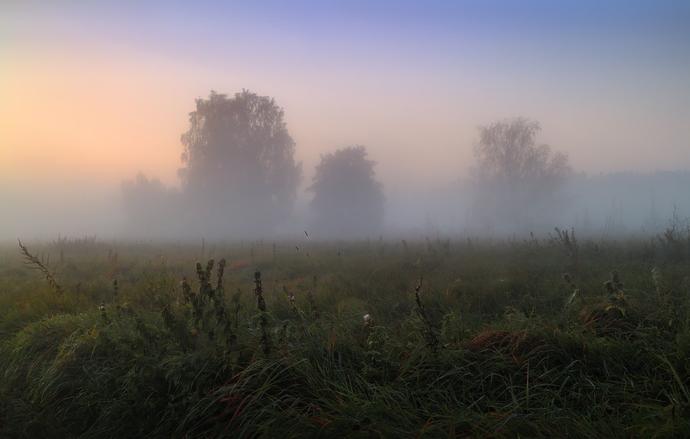 рассвет, туман, поле, деревья,, Сергей Шабуневич
