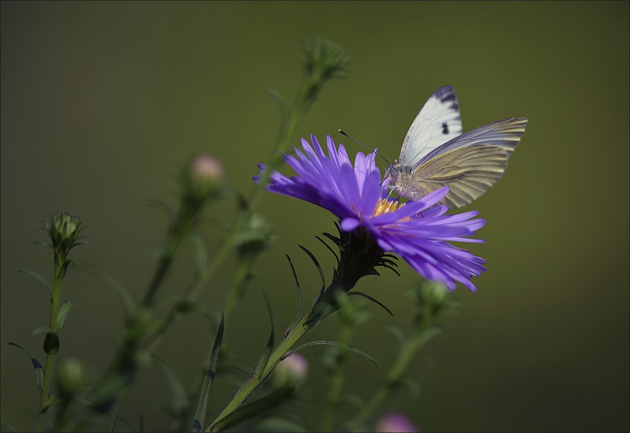 бабочка, Андрей Медведев