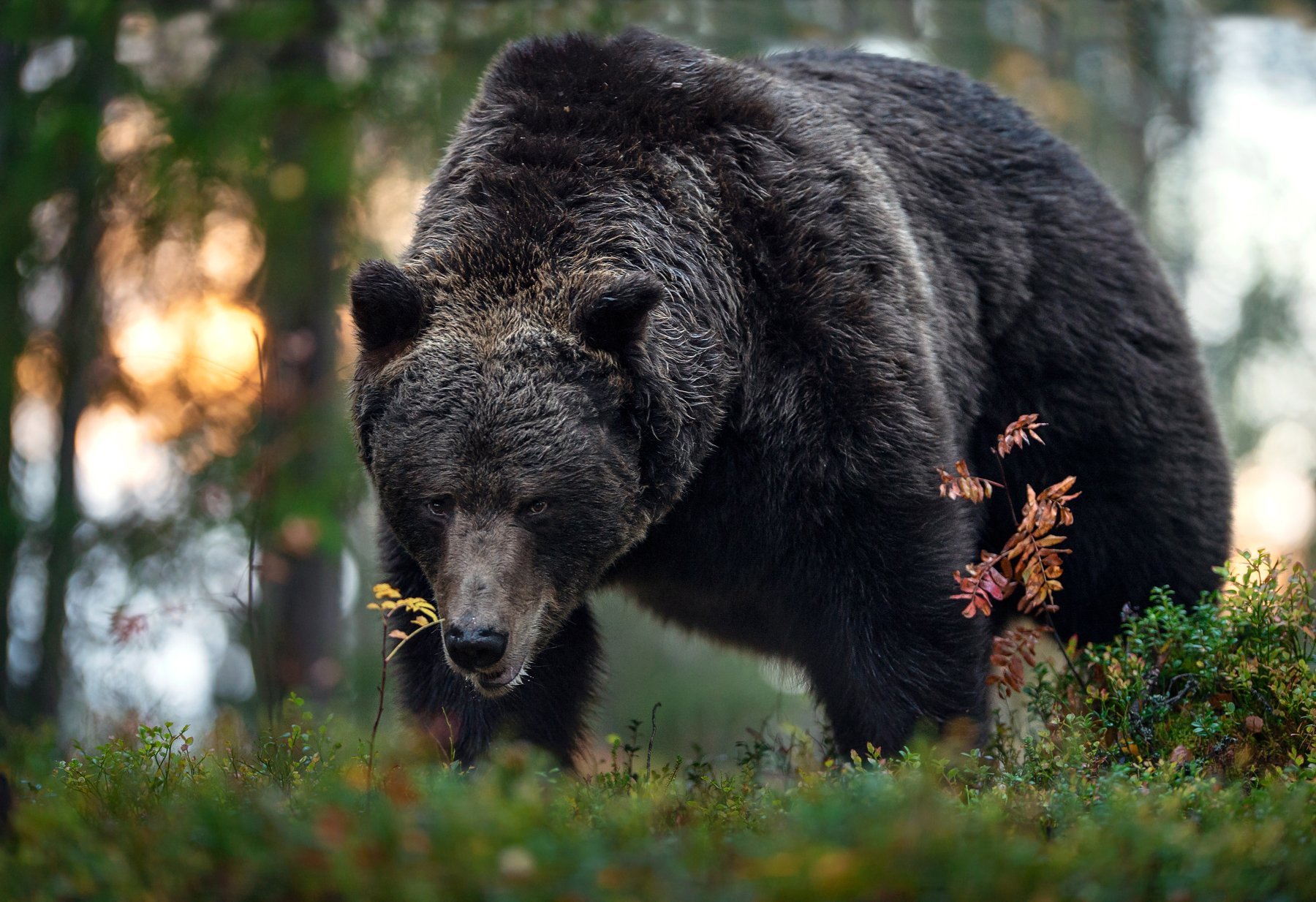 brown bear,, Сергей Урядников