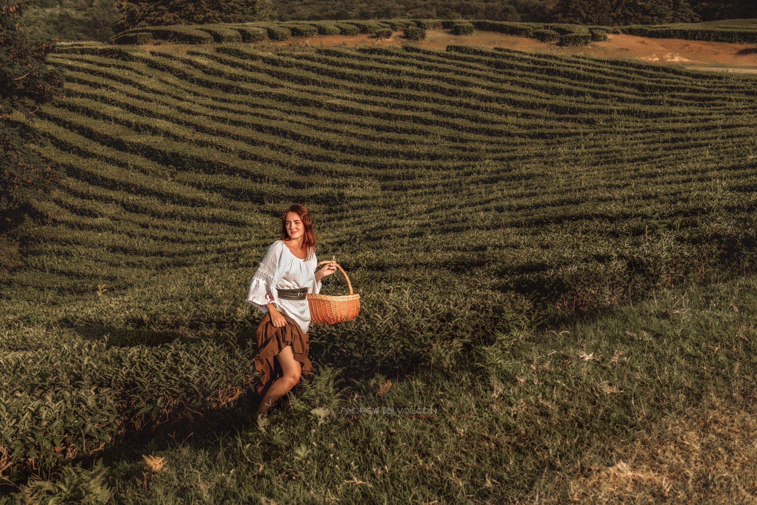 девушка чай корзина селянка плантация закат собирает, Андрей Володин