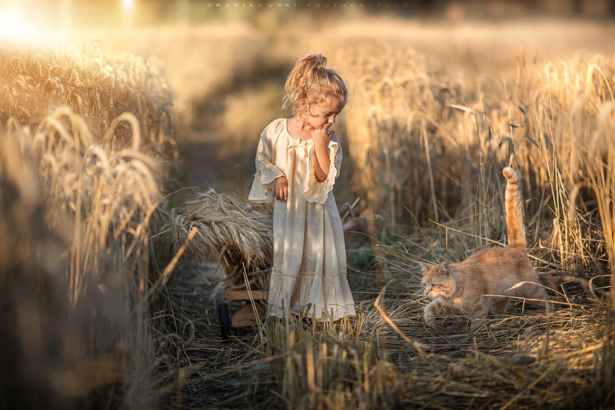 сбор урожая с кошкой harvest cat little girl grain sunlight marie dranikowski 135mm cute dziewczynka, Radoslaw Dranikowski