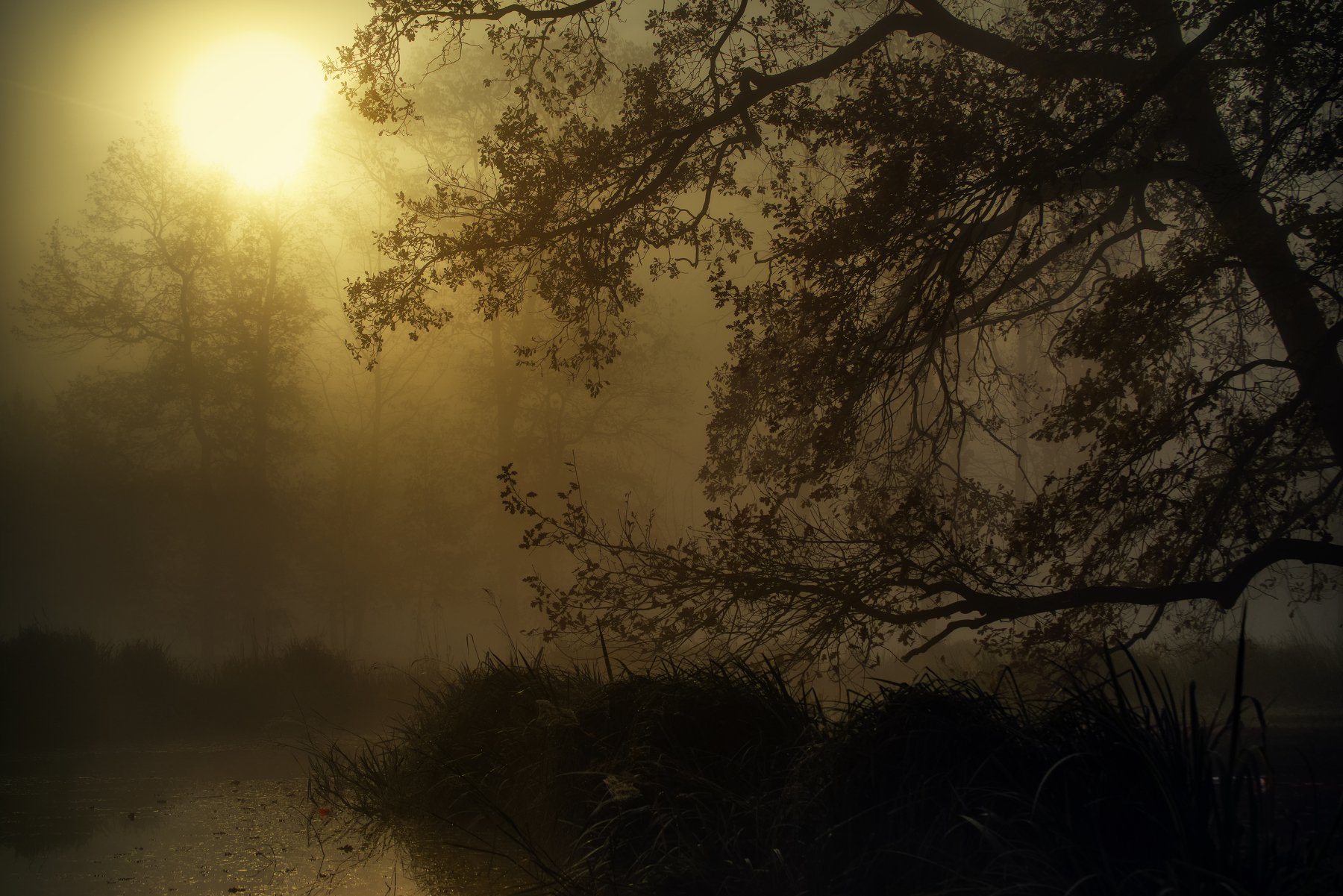 Утро Осень Прага Чехия Туман Солнце Деревья Природа Пейзаж Путешествия, Андрей Ожерельев