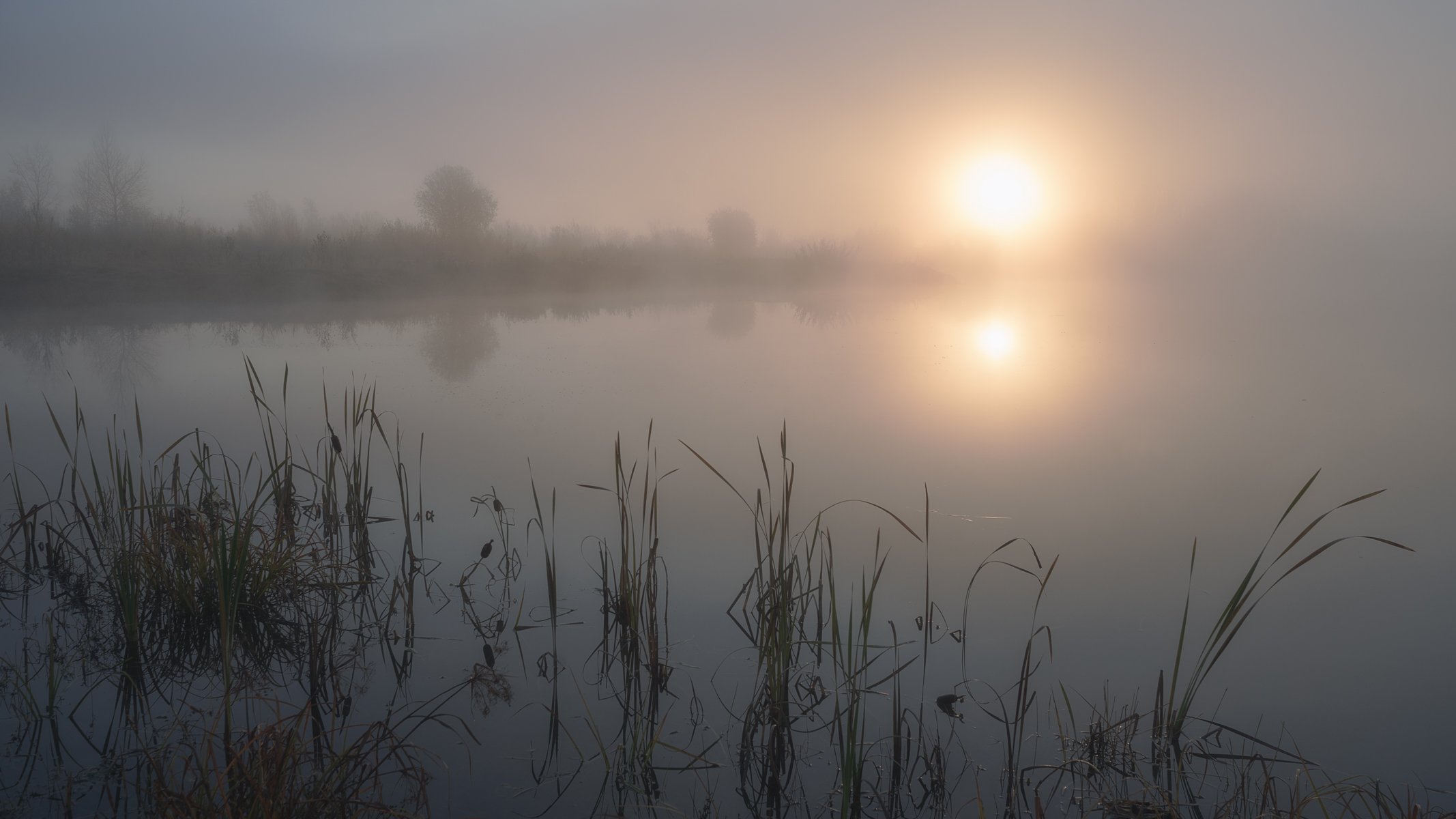 утро, озеро,туман,солнце,болотная трава ,рогоз,morning, lake, fog, sun, marsh grass, cattail, Сергей Козлов