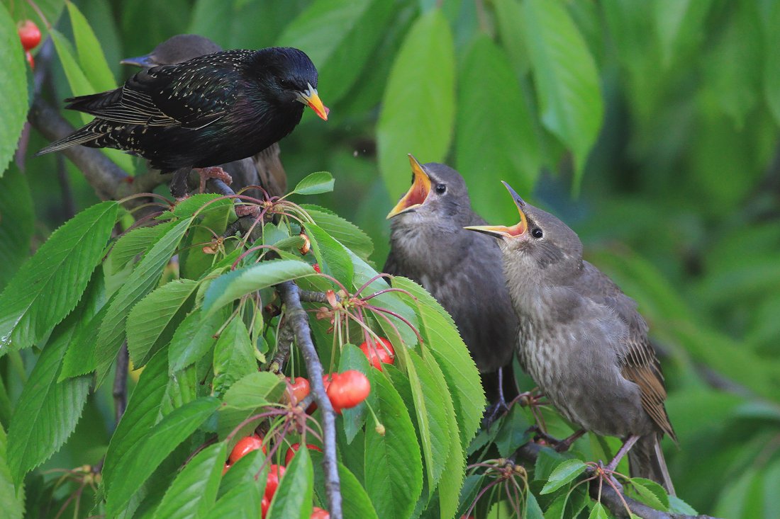 bird,wildlife,nature,dinner,tree,color,funny,scene,starling,birds,wild,beauty,green,cherry,eating,summer,garden, Piotr Górny