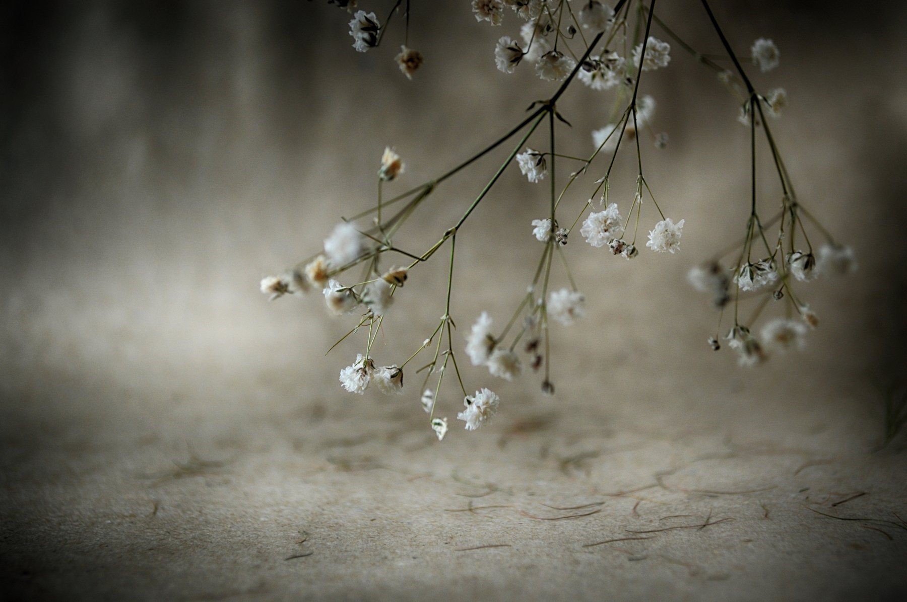 simple, still, life, натюрморт, Teodora Sarbinska