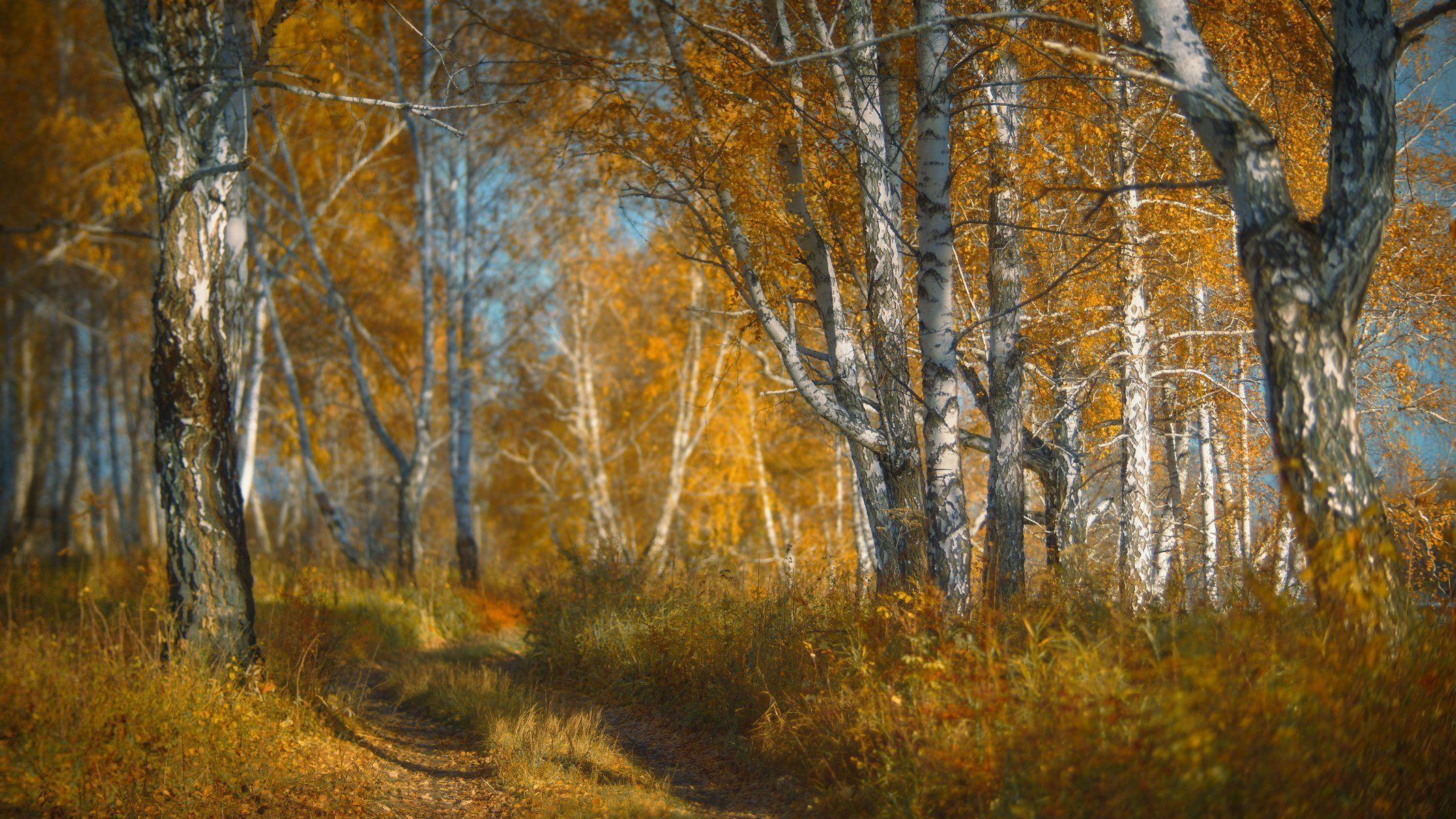 осень, рыжие берёзы, оранжевая роща, солнечный день, хорошее настроение,autumn, red birch, orange grove, sunny day, good mood, Сергей Козлов