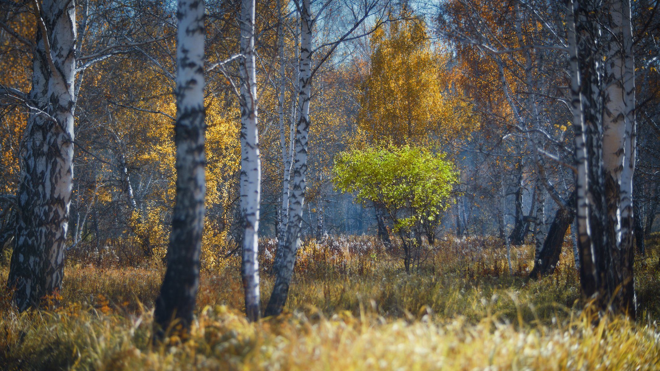 осень, берёзы, зеленый куст,, Сергей Козлов