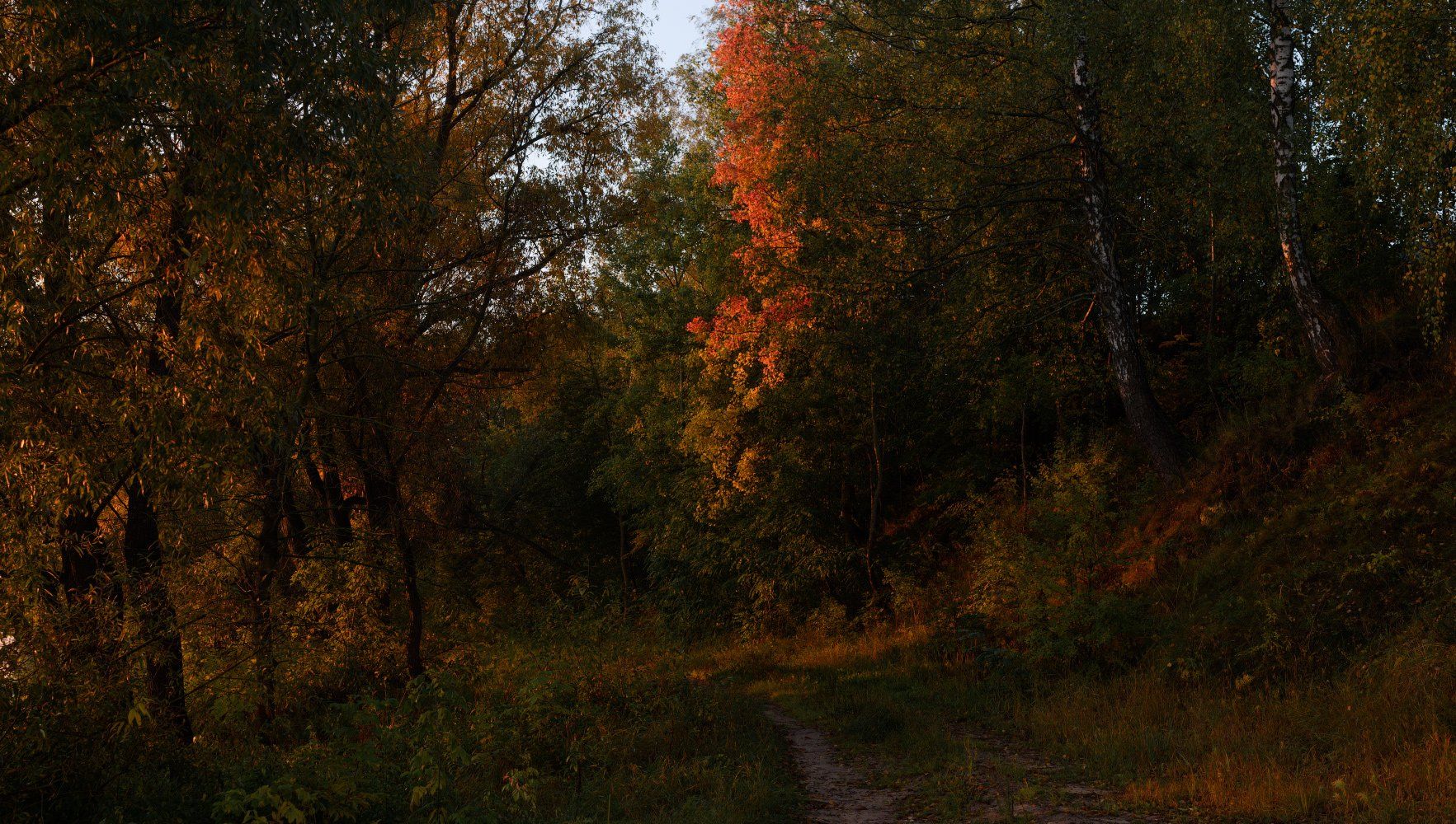 осень, октябрь, желтые листья, лучи, Купреев Юрий